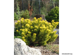 Сосна горная Карстенс Винтерголд - Carsten`s Wintergold