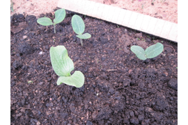 взошли семена тыквы