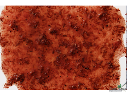 Tetra FreshDelica Krill (желе креветки) 48г