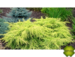 МОЖЖЕВЕЛЬНИК "ОЛД ГОЛД" (саженец 20 см)