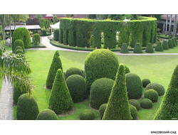 Туя Колумна - Columna