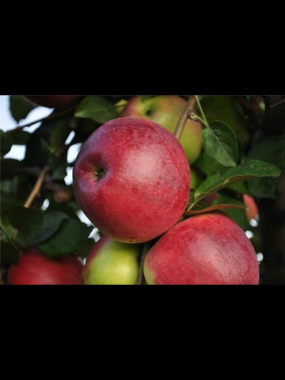 Веньяминовское (яблоня)