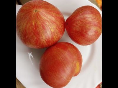 Томат Розовое сердце Пессака полосатое (Coeur Rose de Pessac Stripe )