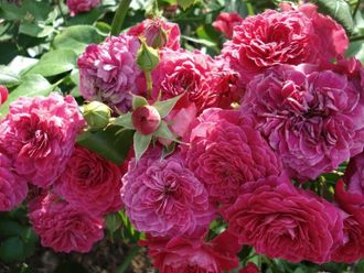 Домен де сен жан де Борегар (Domaine de St Jean de Beauregard), Delbard