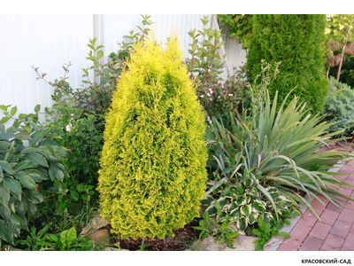 Туя Голд Смарагд - Gold Smaragd