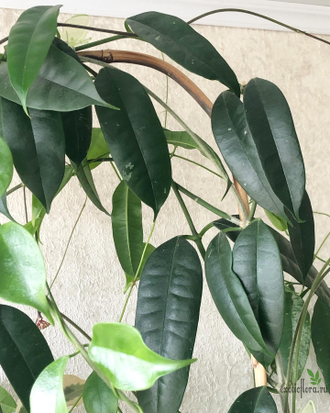 Hoya thuathienhuensis