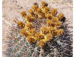 Ferocactus townsendianus - 5 семян