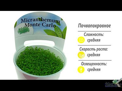 Микрантемум Монте-Карло (меристемный)