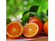 Апельсин сладкий (Citrus sinensis) Индия 10 мл - 100% натуральное эфирное масло