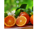Апельсин сладкий Citrus sinensis (цедра) Египет, 5 мл - 100% натуральное эфирное масло