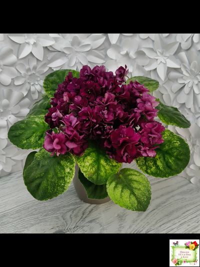 СВ-Город Солнечногорск (О.Емельянова) 2023 г. трейлер