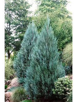 Можжевельник скальный Moonglow