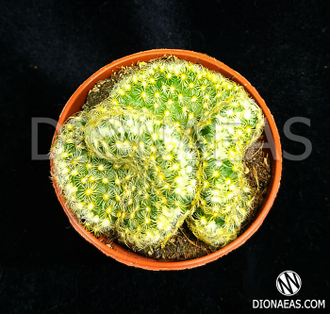 Mammillaria elongata cristata, Маммилярия удлинённая кристата, кактус ...