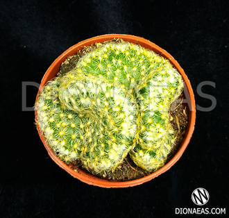 Mammillaria elongata cristata