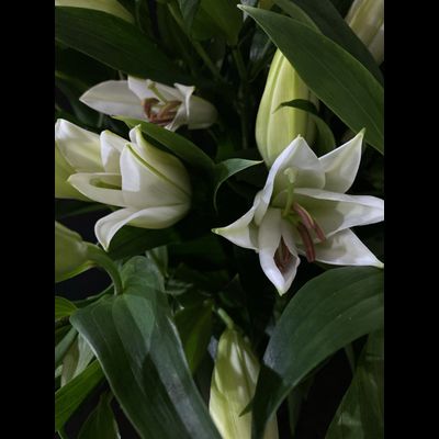 Лилия белая 11 шт