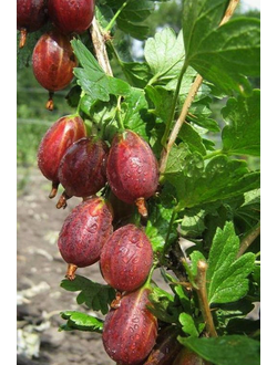 Крыжовник  Казачок