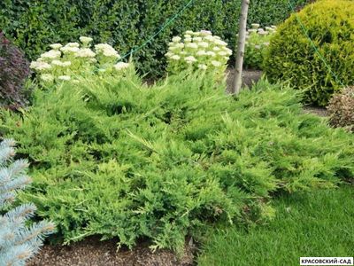 Можжевельник Метхот - Mathot