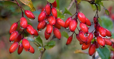 "Барбарис" силиконовый молд