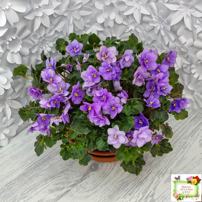 Skagit Victory Trails (W. Lindstrom)  (5659) 01/30/1984 трейлер