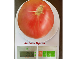 Томат Любовь Ирана