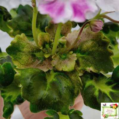 АВ-Птица Певчая (Фиалковод) 2022 г. (лист посажен 29.01.26)