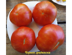 Томат Червен Градински (Cherven Gradinski, Болгария)