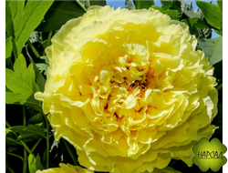 ПИОН ДРЕВОВИДНЫЙ "ЙЕЛЛОУ КРАУН" ИТО (обильноцветущий) зимовавший взрослый саженец