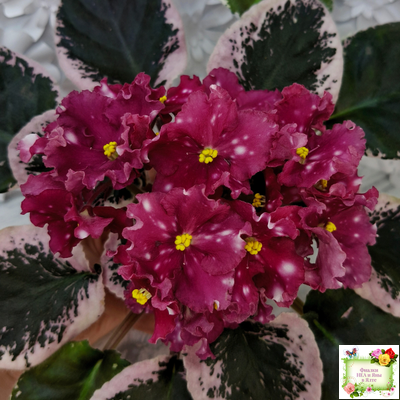 Rivermist Zeeva (J. Baker) (лист с детками укоренённый)