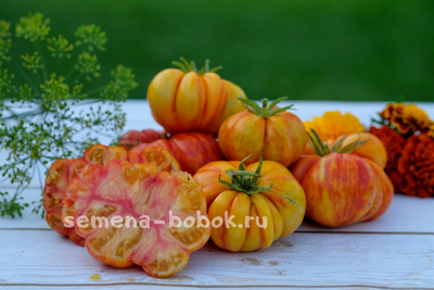 Томат Sunrise Jazz (Восход Джаза), 10 шт