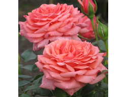 Бермуда (Bermuda)