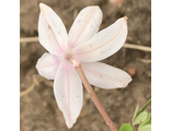 Пролеска сибирская бледно-розовая