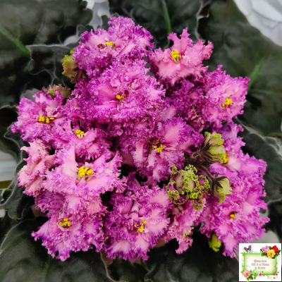 БР-Сочная Ягодка Люкс (С. и Н. Буркацкие) 2022 г.