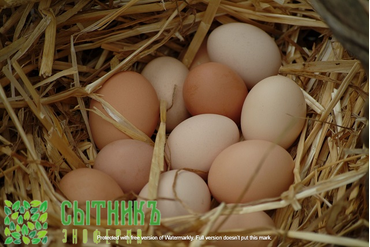 Яйцо куриное из деревни с доставкой