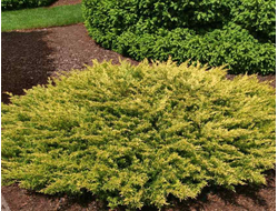 Можжевельник горизонтальный  Limeglow, 2,0 л