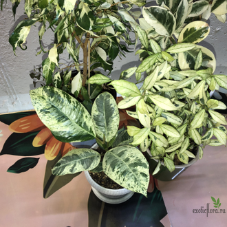 Ficus elastica "shivereana" / фикус эластика шивериана