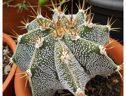 Astrophytum ornatum  - 10 семян
