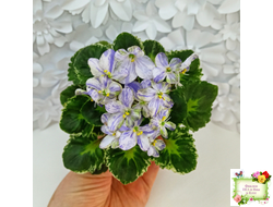 ЛЕ-Лунный Жемчуг (Е. Лебецкая) 2020 г. (детка)