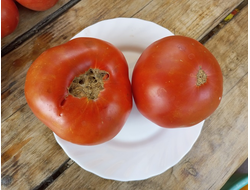 Томат Клавдия еремеевская