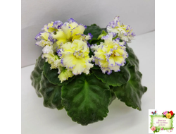 ЛЕ-Золото Нибелунгов (Е. Лебецкая) 2017 г.