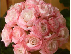 П50 Пеларгония Denise (sutarve) укорененный черенок