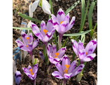 Crocus heuffelianus &#039;Maras Diena&#039;. Продано