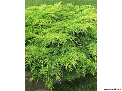 Можжевельник Пфитцериана Ауреа - Pfitzeriana Aurea