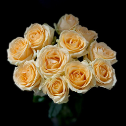 Розы Россия