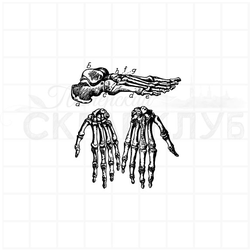 винтажный  анатомический штамп строение ступни и кистей