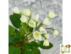 Chantaspring (R. Р. Hair) 1996 г. трейлер (пасынок посажен 20.10.25)