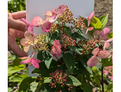 Гортензия метельчатая Вимс Ред