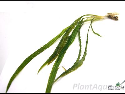 Криптокорина Балансе