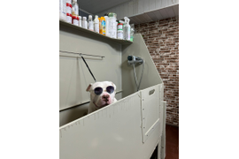 Американский питбуль ГАРРИ