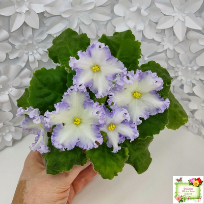 РМ-Франческа (Н. Скорнякова) 2019 г. (лист посажен 05.10.25)