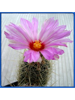 Thelocactus bicolor RS 554
